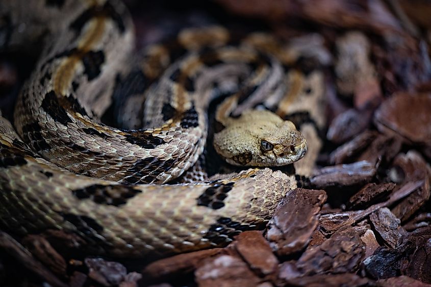 Timber rattlesnake.