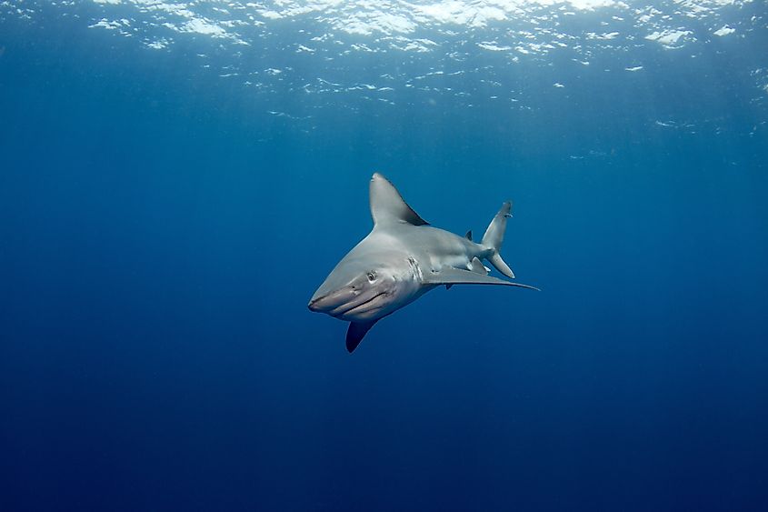 A curious sandbar shark approaches underwater (Credit: emherbert via Shutterstock)