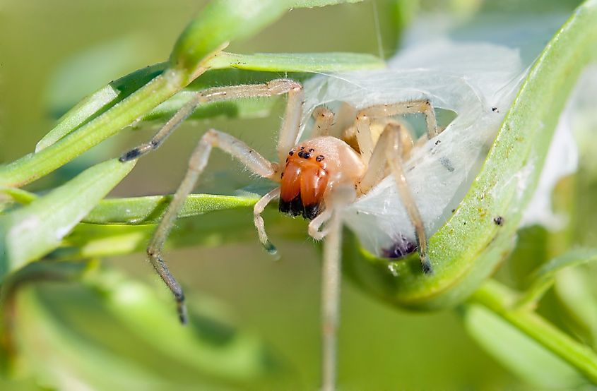 The yellow sac spider (Cheiracanthium punctorium).