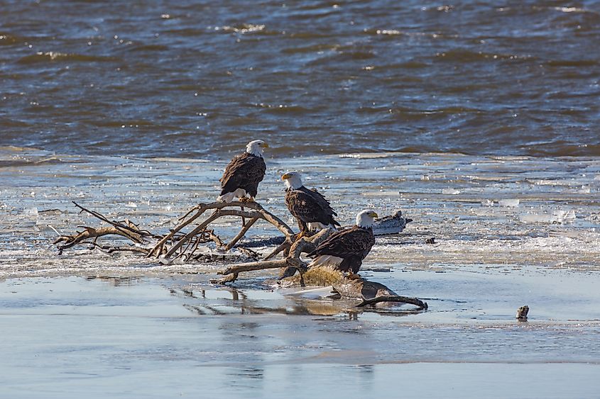 Bald eagles on the Mississippi River near Fort Madison, Iowa.