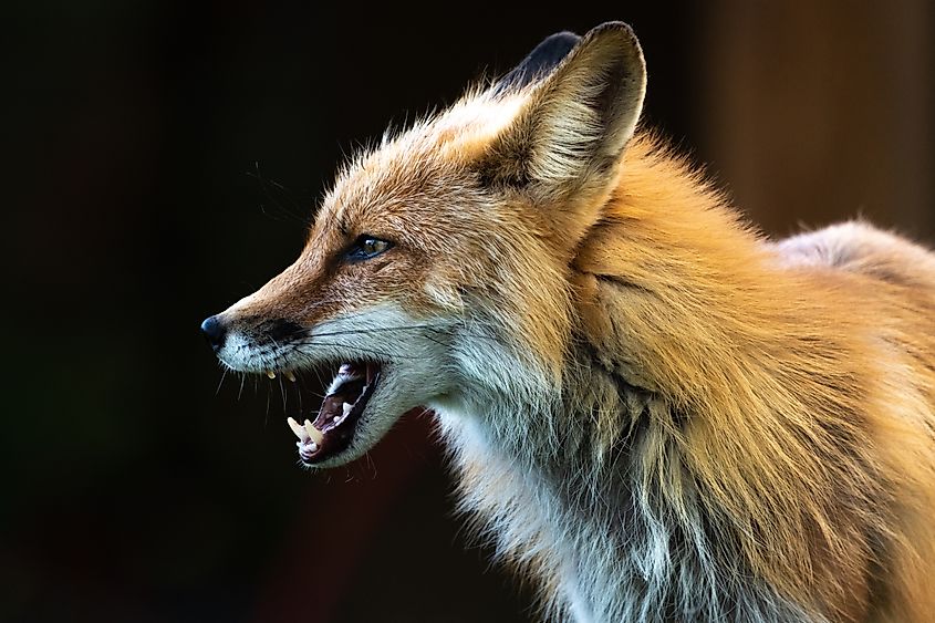 Side profile of a wild red fox seen in outdoor environment with dark background.