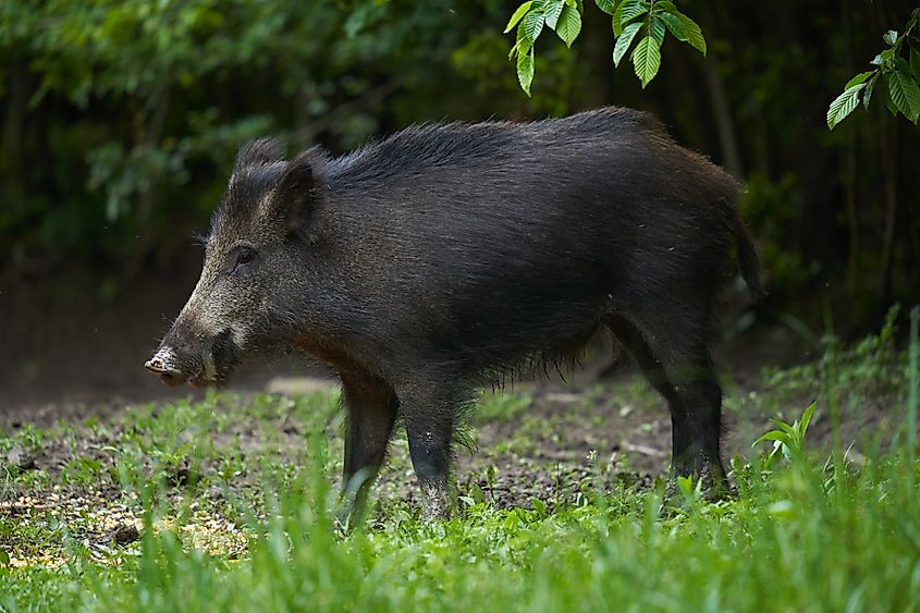 Large young wild hog (feral pig) in the forest after sunset.