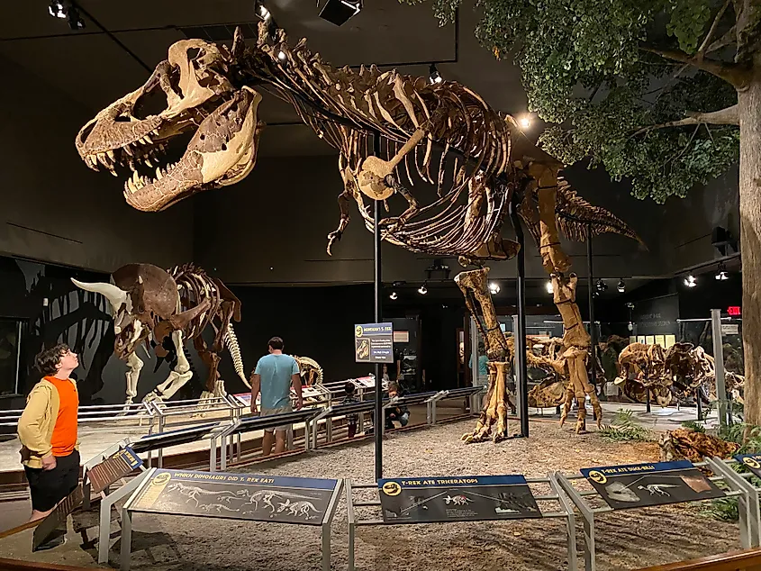 A young boy stares up at a gigantic T-Rex skeleton inside a museum.