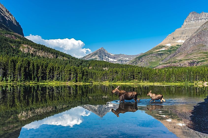 Moose crossing a lake in the Glacier National Park, Montana.