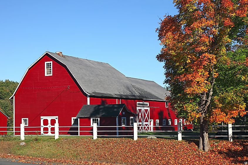 Red Barn and maple tree, Ware, Massachusetts