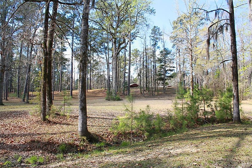 View up the hill from the springs toward the site of the antebellum hotel in Bladon Springs State Park, Bladon Springs, Alabama, with a tree-lined path and lush greenery.