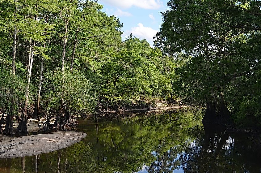 Four Holes Swamp near confluence with the Edisto River