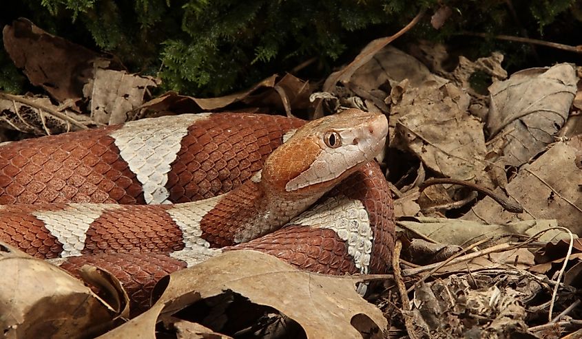 Broad Band Copperhead Snake