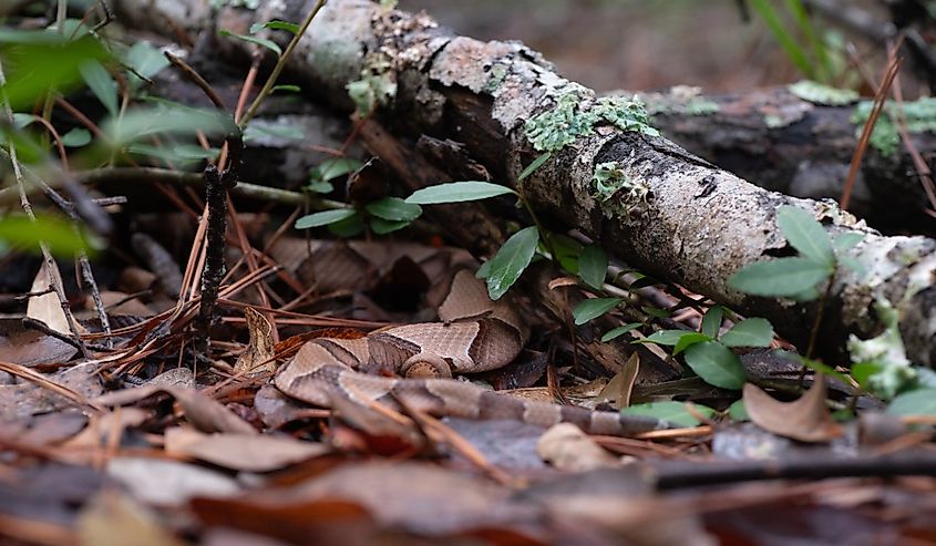 A Southern copperhead snake, Agkistrodon contortrix, lies partially hidden under leaf litter and branches.