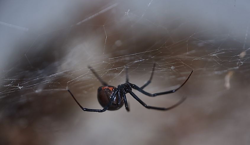 This western black widow, L. hesperus, is rather common in the western United States.