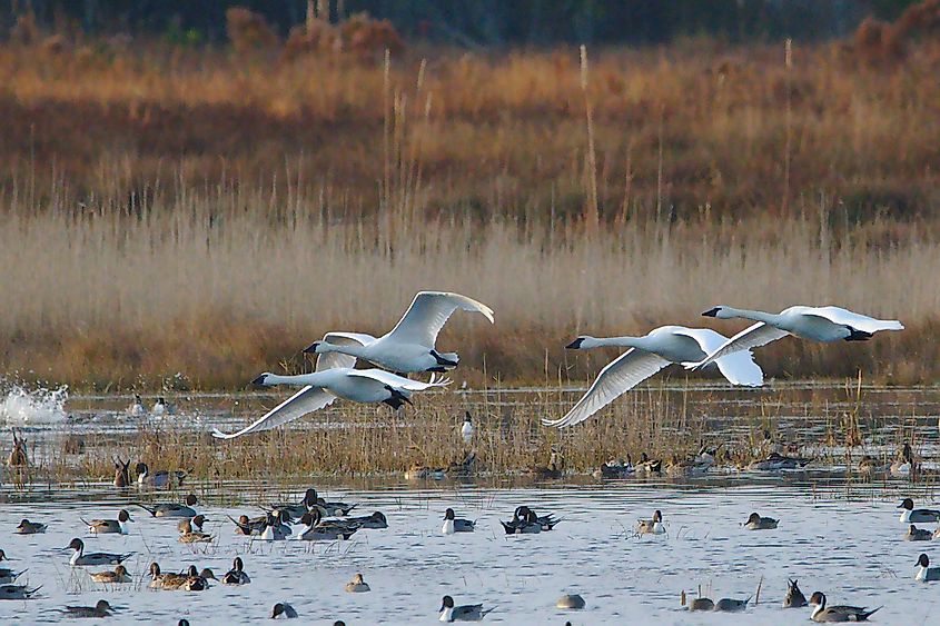 Tundra swans at Lake Mattamuskeet in North Carolina