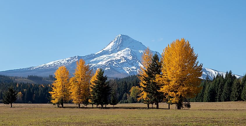 Mt. Hood stands majestically in the background, its snow-capped peak contrasting with the vibrant yellow trees in the foreground during the fall season in Oregon, USA.