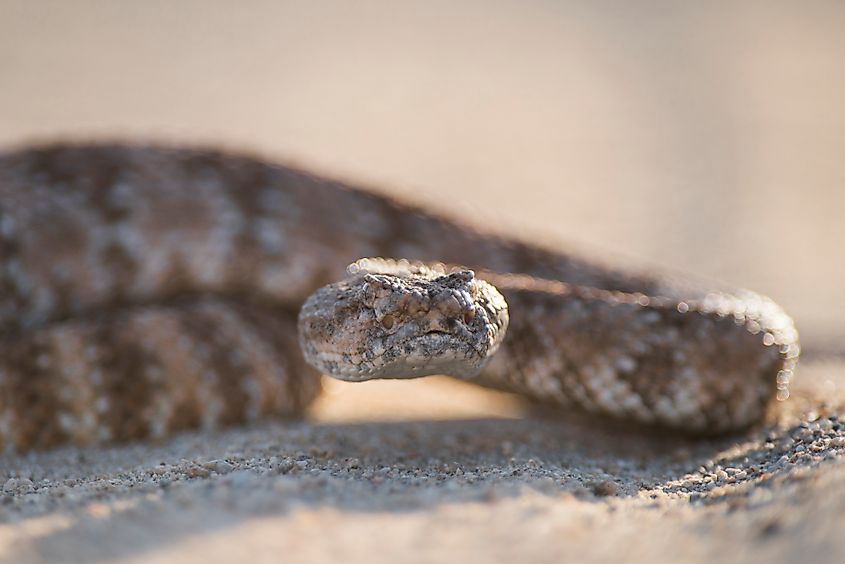 Southwestern speckled rattlesnake