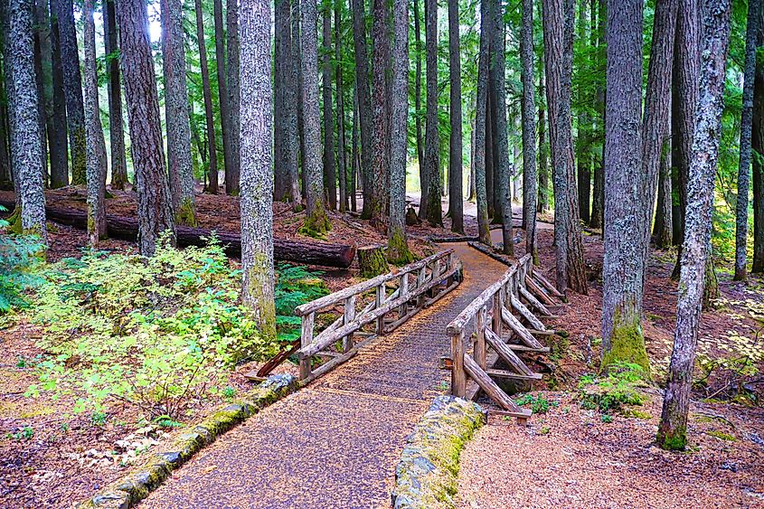 Hiking trail in the day-use area of ​​LaPine State Park