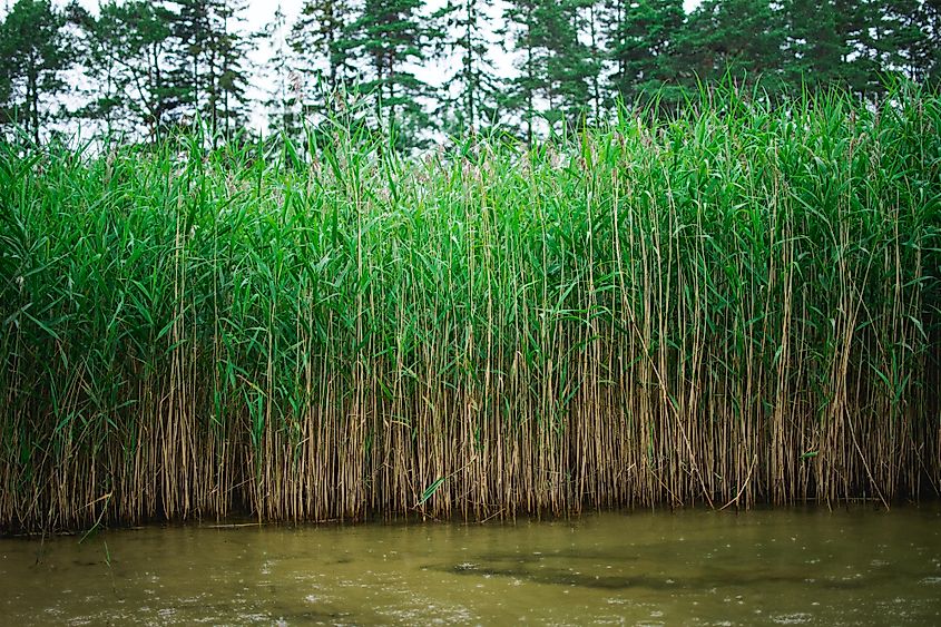 Phragmites.