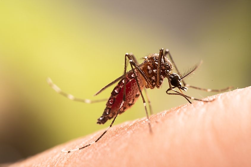 Close up of a Mosquito.