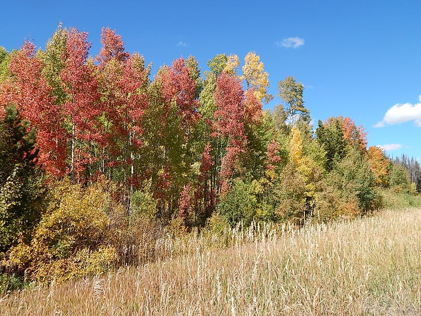 Fall foliage in Medicine Bow National Forest, Wyoming.