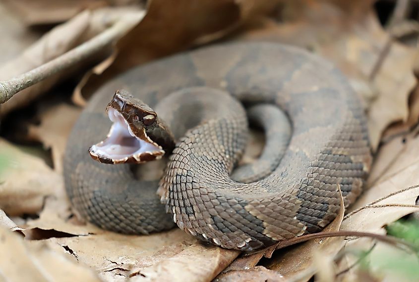 Side view of a Cottonmouth snake, ready to strike.