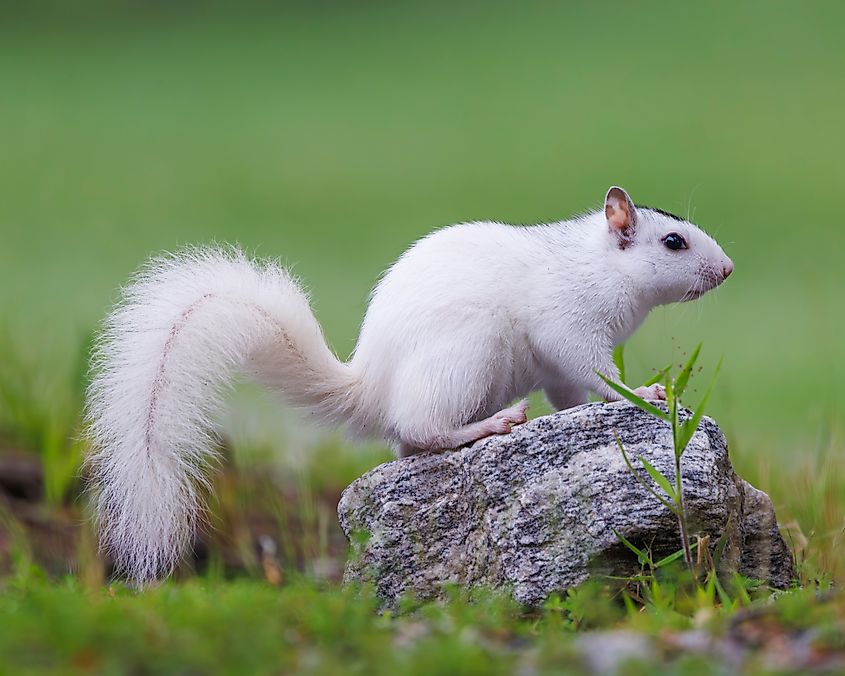 A White Eastern Gray Squirrel in Brevard, North Carolina.