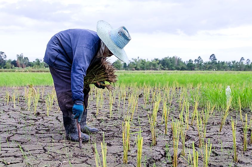 Farmer is planting rice in the drought farm