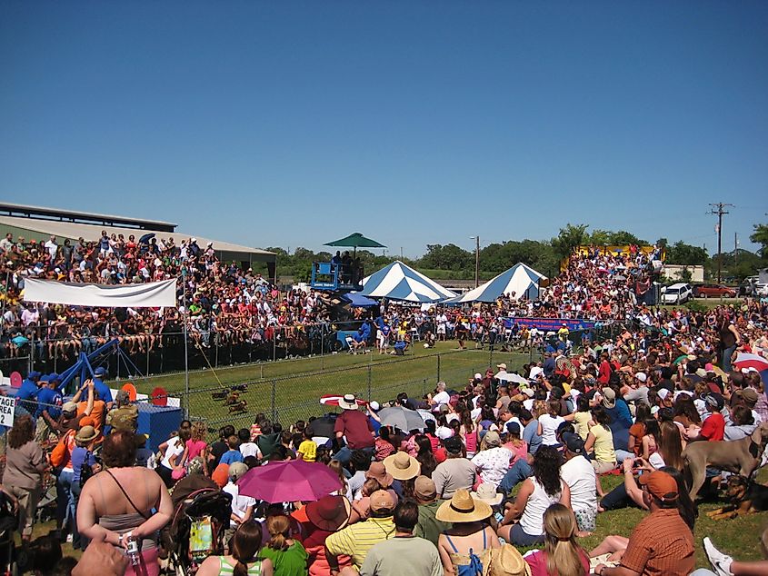 Buda Wiener Dog Races in Buda, Texas