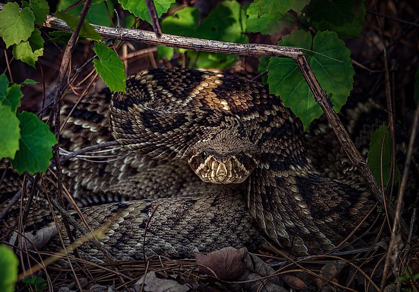 A diamondback rattlesnake in the vegetation of the Apalachicola National Forest.