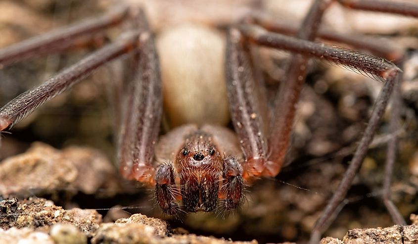 Front closeup of a Brown Recluse spider