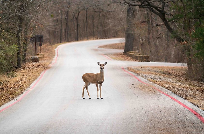 A Deer at Chickasaw National Recreation Area in Sulphur, Oklahoma