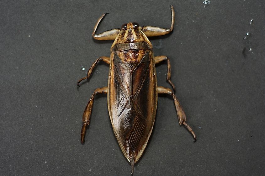 Giant water bug