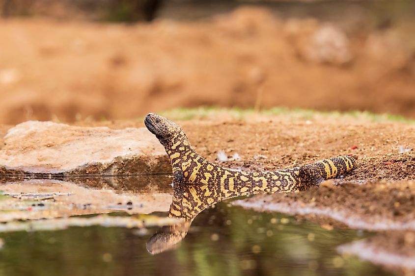 A Gila monster dipping itself in the water.