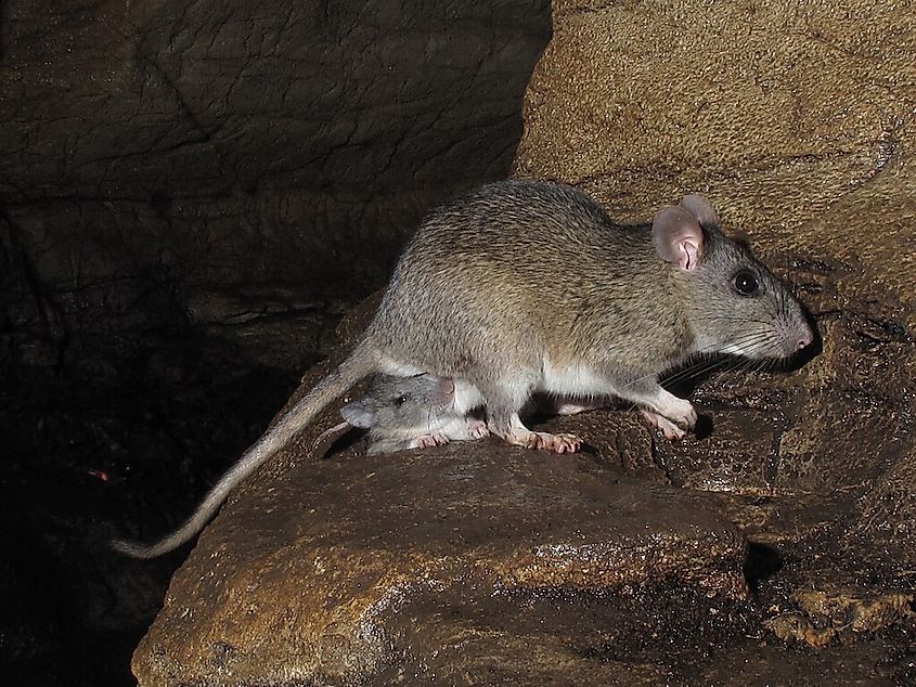 Neotoma magister (Allegheny woodrat)