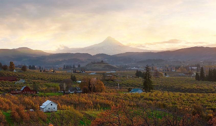 Hood River and Mount Hood during sunset in fall season