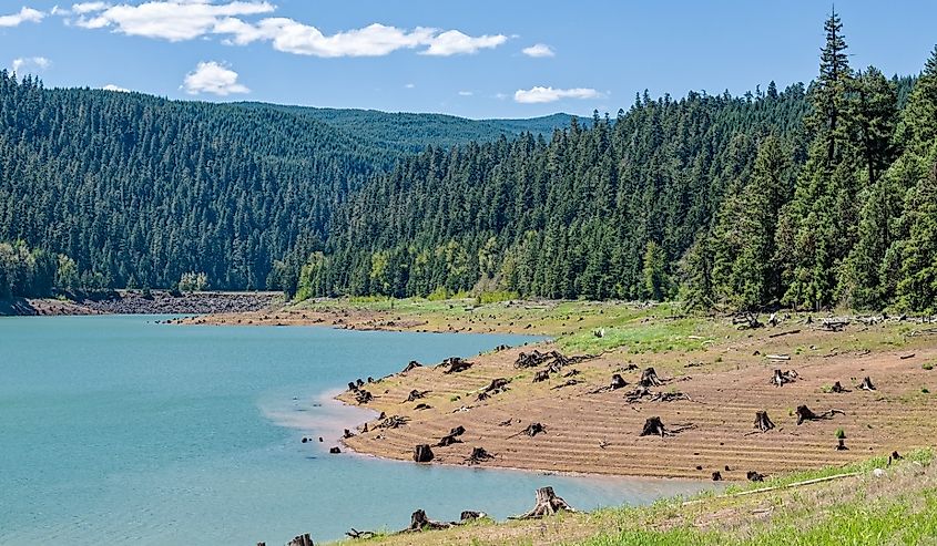 Dead tree stumps line the shore of the south end of Hills Creek Reservoir in the Willamette National Forest, Oregon.