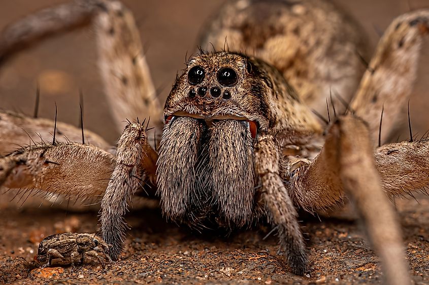 Adult Female Wolf Spider of the Family Lycosidae.