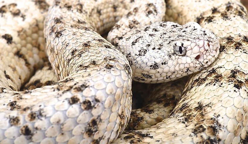 Southwestern speckled rattlensnake (Crotalus mitchelli pyrrhus).