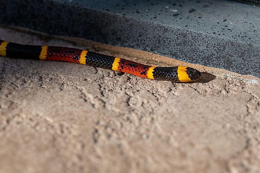 A closeup of Texas coral snake on a ground.