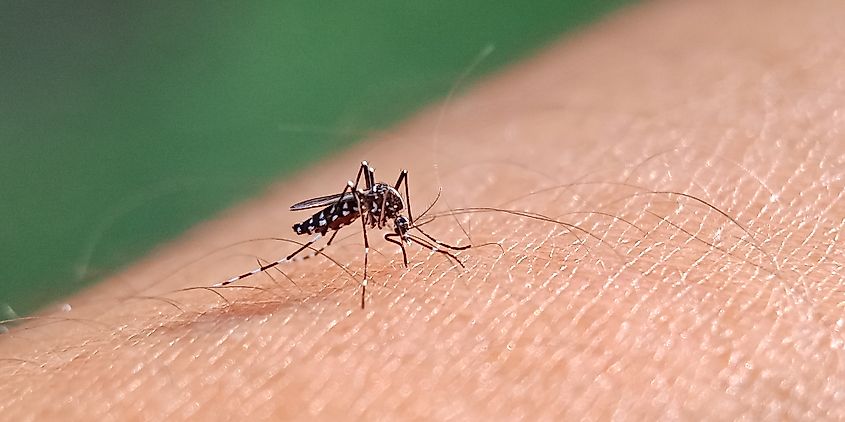 Close up of an Aedes mosquito feeding.