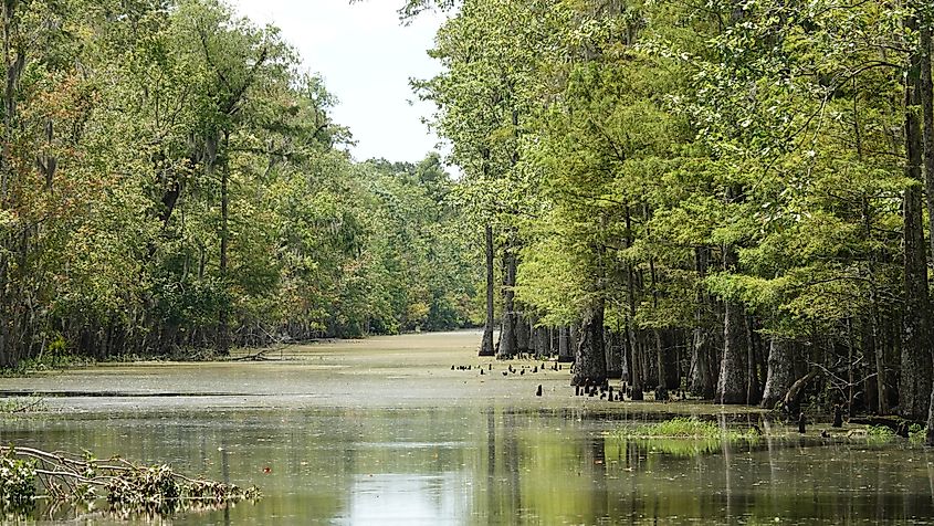 Marsh River in Houma, Louisiana