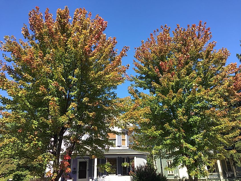 Freeman's maples in early autumn on a residential street in Hightstown