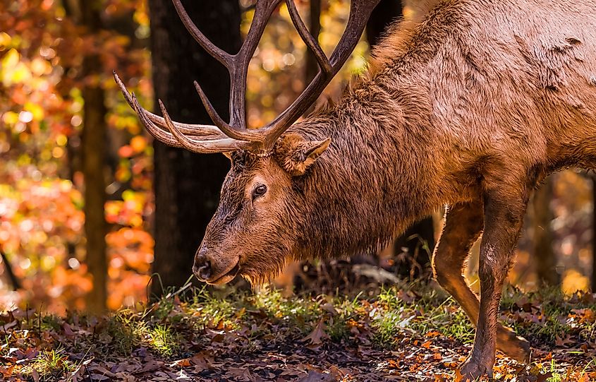 A deer standing in an autumn forest, surrounded by colorful foliage.