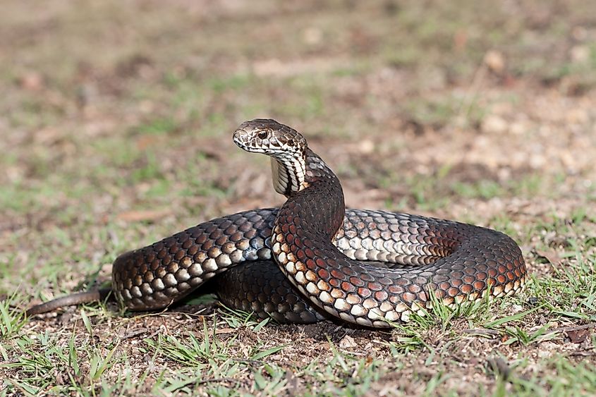 Australian Highlands Copperhead snake in strike position