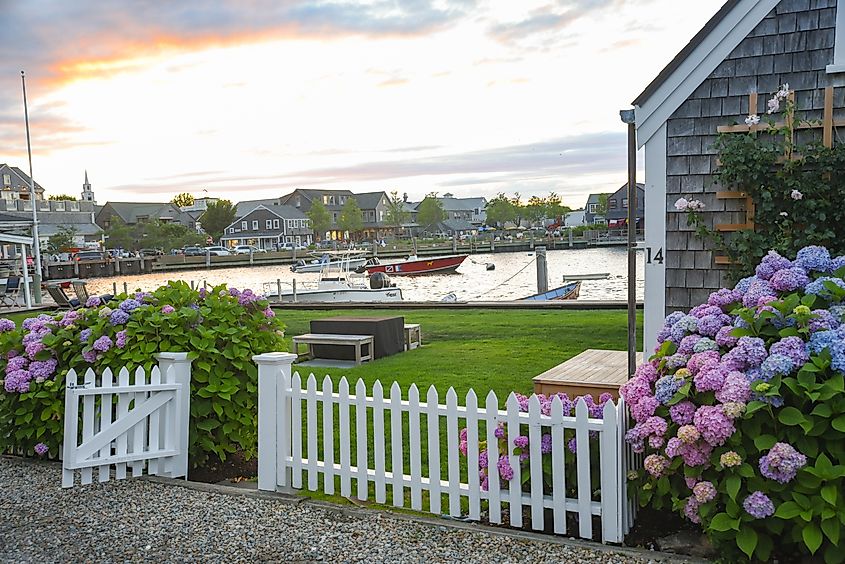 Late afternoon in downtown Nantucket, Massachusetts, with a view of a white picket fence, blooming hydrangeas, and the Easy Street Boat Basin visible in the distance.