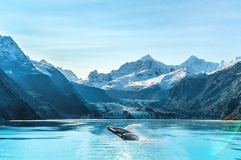 Whale watching in Glacier Bay, Alaska.