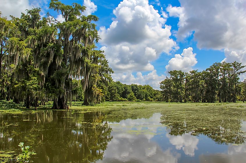 Still water reflects the vivid blue sky, green cypress trees, and fluffy clouds over the serene landscape of Lake Martin, set in the heart of Louisiana's cypress-tupelo swamps.