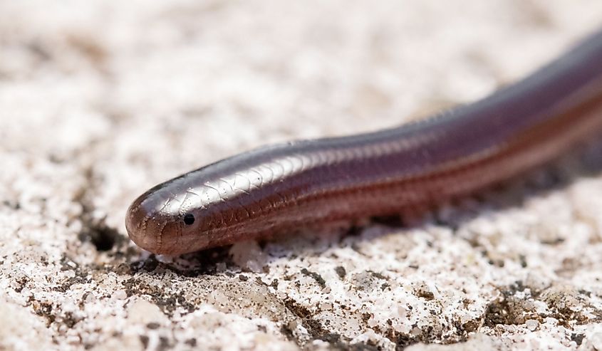 Brahminy Blindsnake close-up view