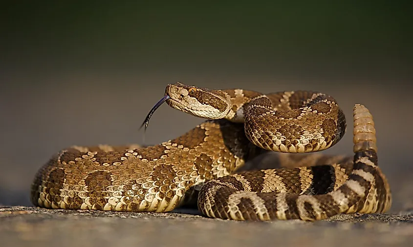 The Northern Pacific rattlesnake (Crotalus oreganus).