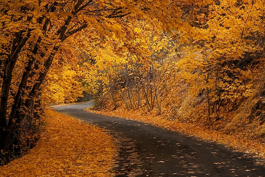 A curvy road in Jacksonville, Oregon