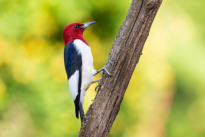 The rare but unmistakable red-headed woodpecker. Photo: Shutterstock