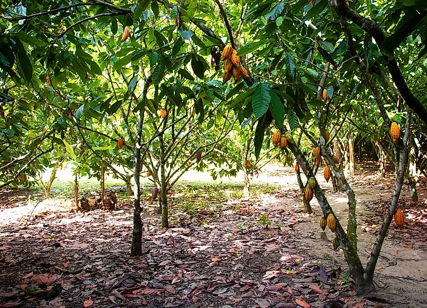 A cocoa farm in Colombia.