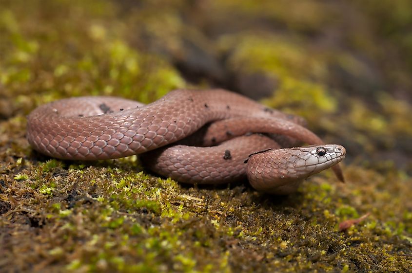  Smooth earth snake (virginia valeriae)